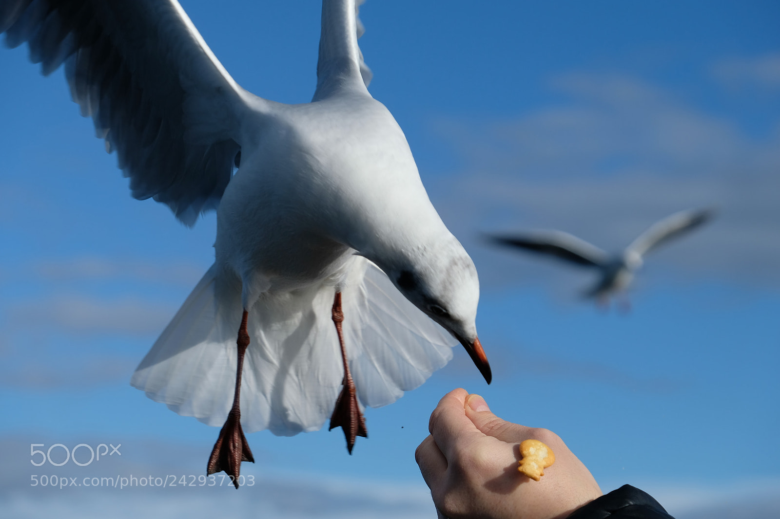Fujifilm X-T2 sample photo. Gull grabing food photography