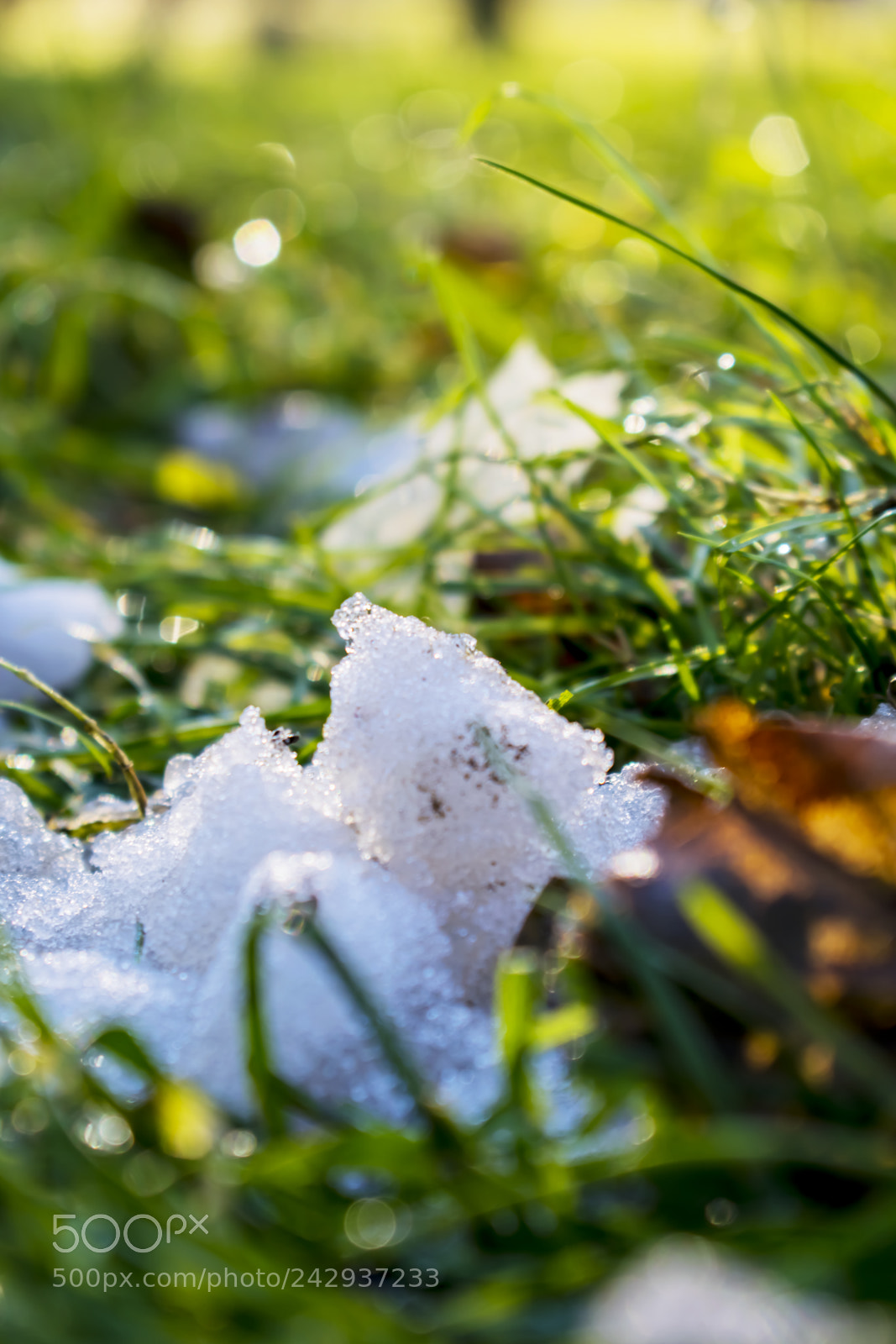 Nikon D3300 sample photo. Leaves, ice grass on photography