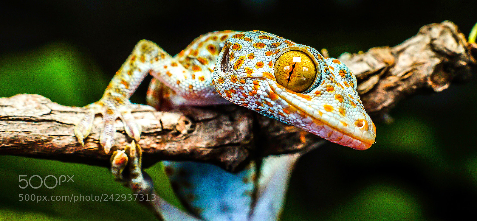 Sony SLT-A58 sample photo. Gecko photography