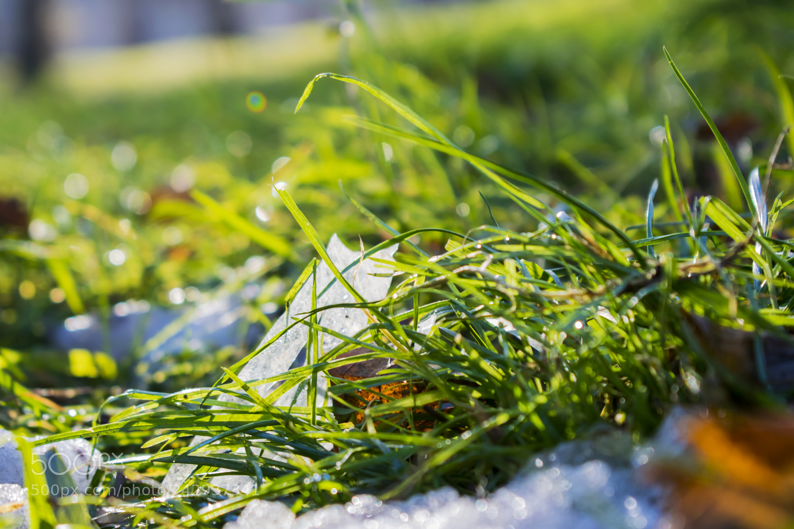 Nikon D3300 sample photo. Leaves, ice grass on photography