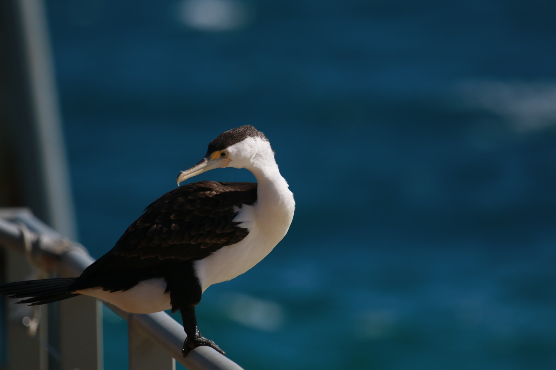 Canon EF 100-400mm F4.5-5.6L IS USM sample photo. Pandion haliaetus photography