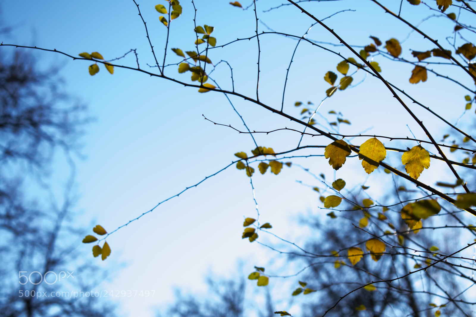 Nikon D3300 sample photo. Leaves, plants & sky photography