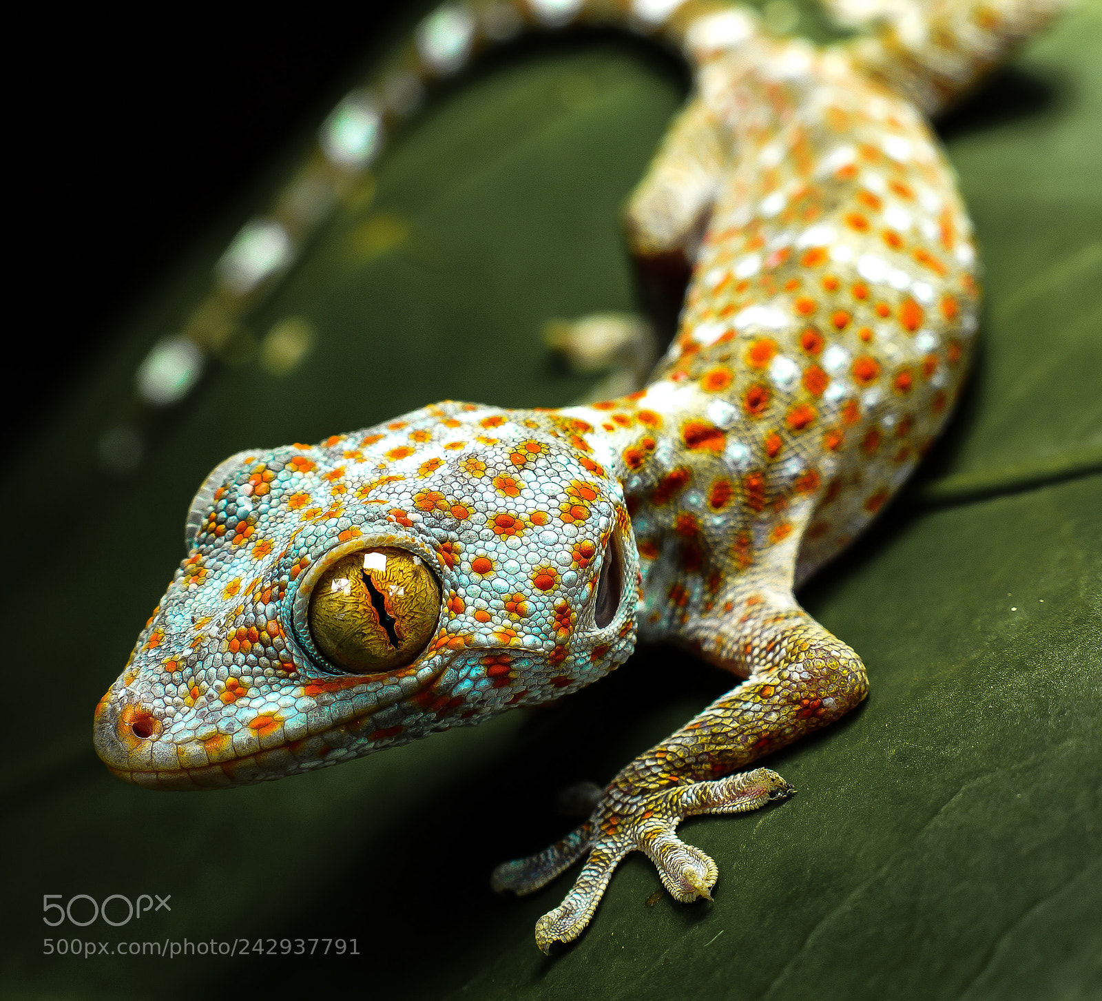 Sony SLT-A58 sample photo. Gecko 2 photography