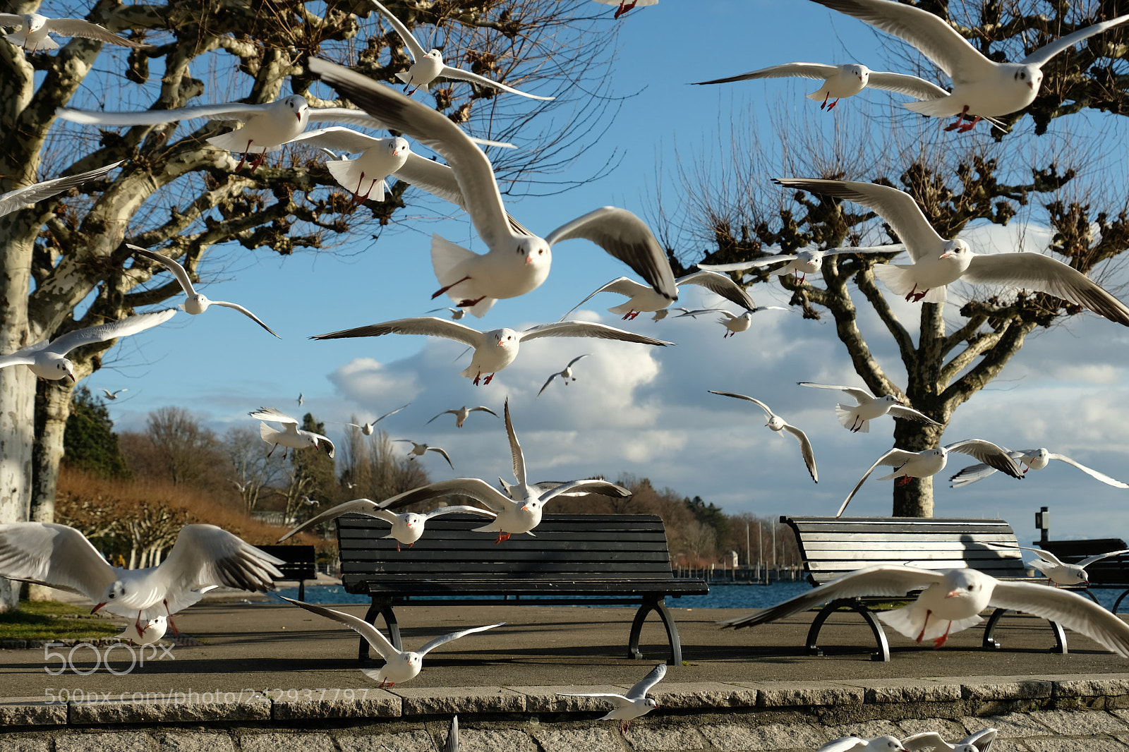 Fujifilm X-T2 sample photo. Gull invasion photography