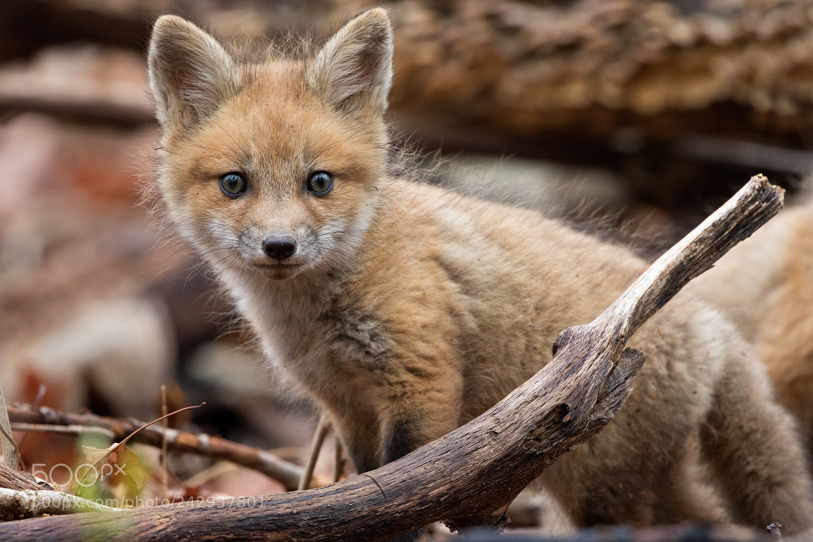 Canon EOS 7D Mark II sample photo. Fox cub forrest floor photography