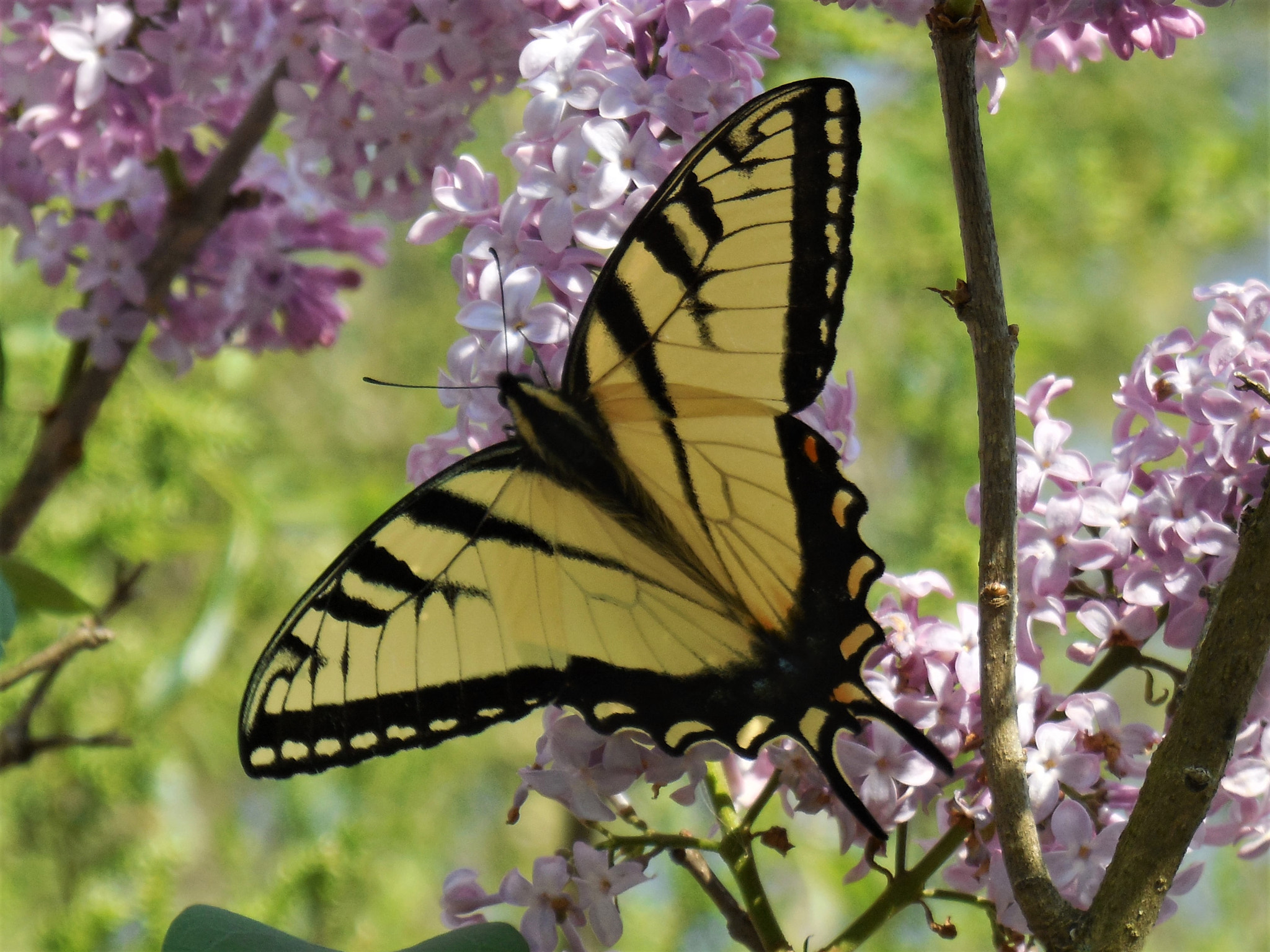 Nikon Coolpix S6500 sample photo. Tiger swallowtail photography