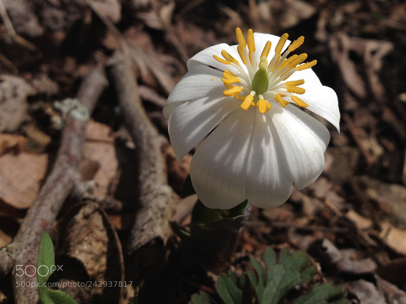 Apple iPhone 4S sample photo. Bloodroot photography