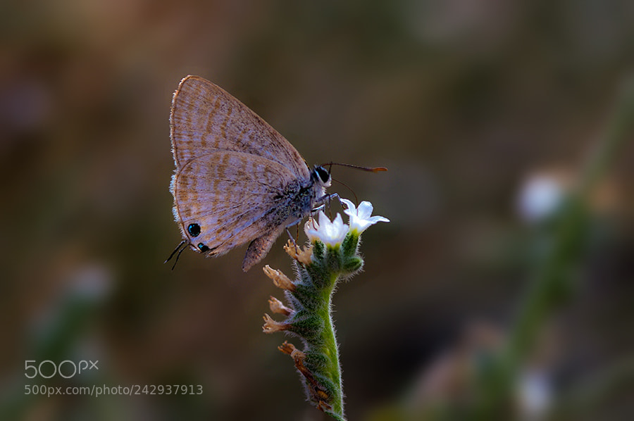 Pentax K20D sample photo. Buterfly photography
