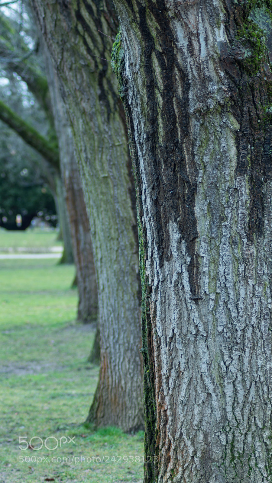 Sony SLT-A65 (SLT-A65V) sample photo. Trees in a row photography