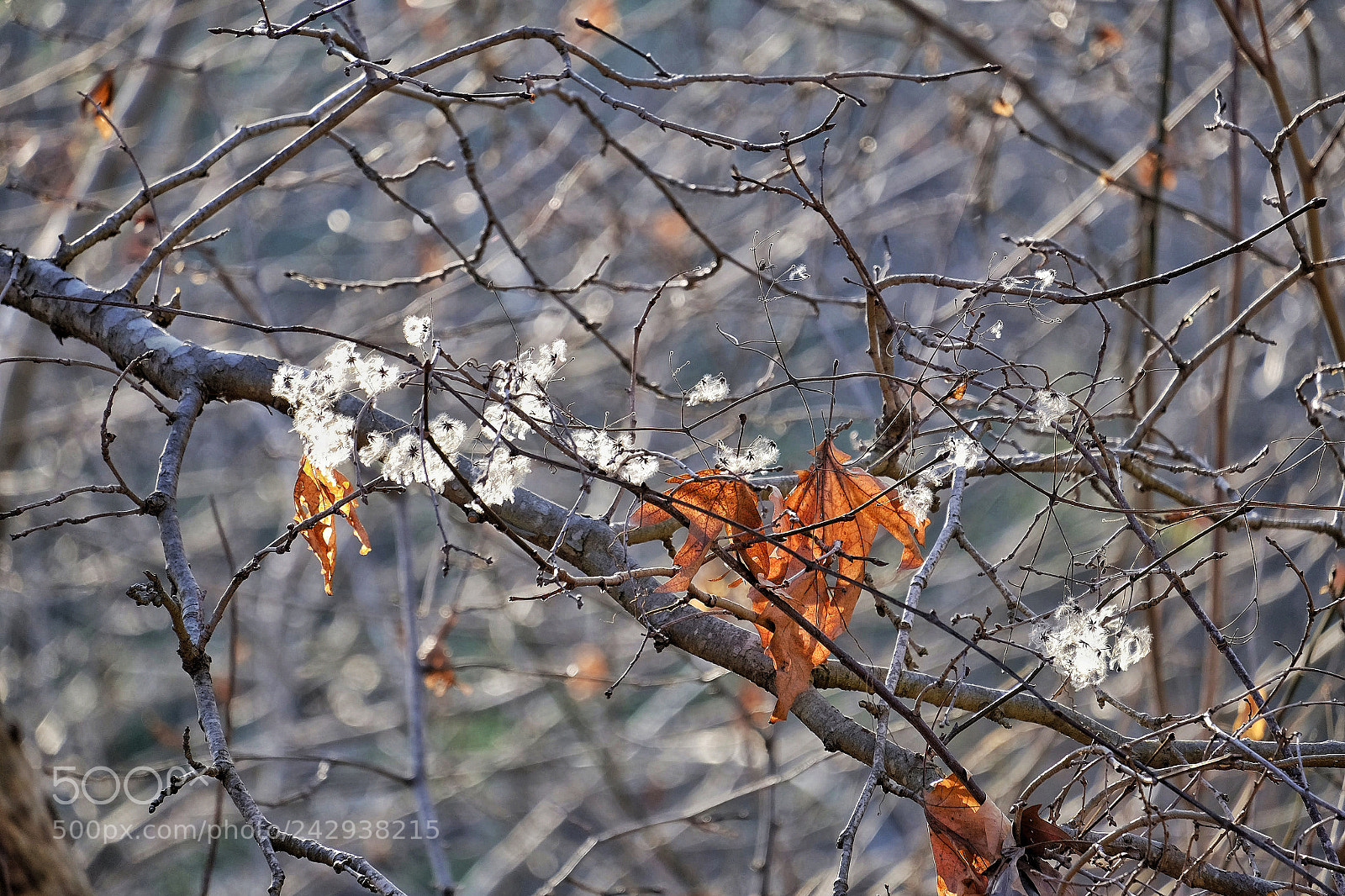 Fujifilm X-T10 sample photo. Untitled photography