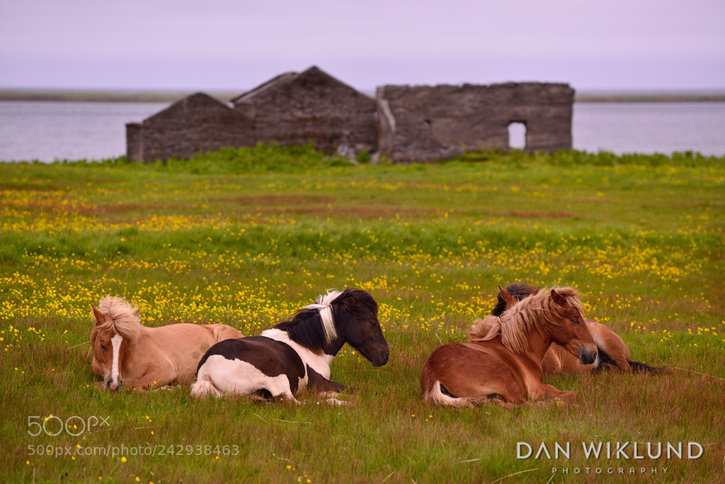Nikon D800 sample photo. Resting horses photography
