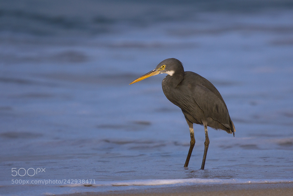 Canon EOS 550D (EOS Rebel T2i / EOS Kiss X4) sample photo. Western reef egret photography