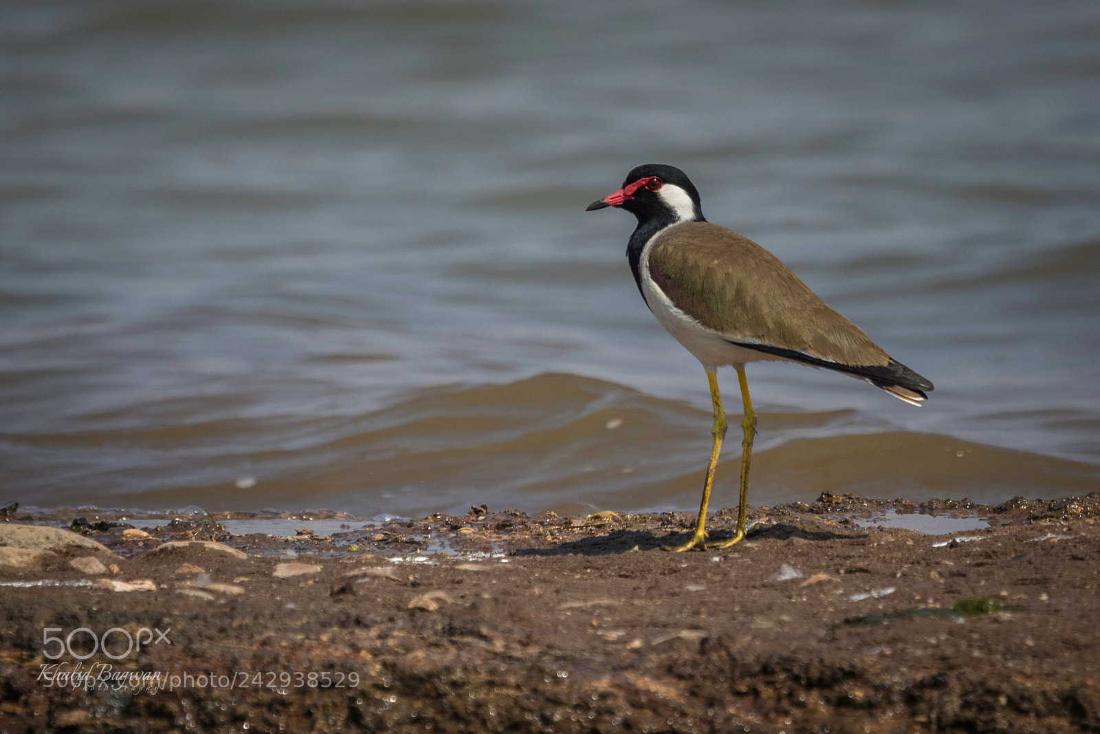 Canon EOS 7D Mark II sample photo. Red-wattled lapwing photography