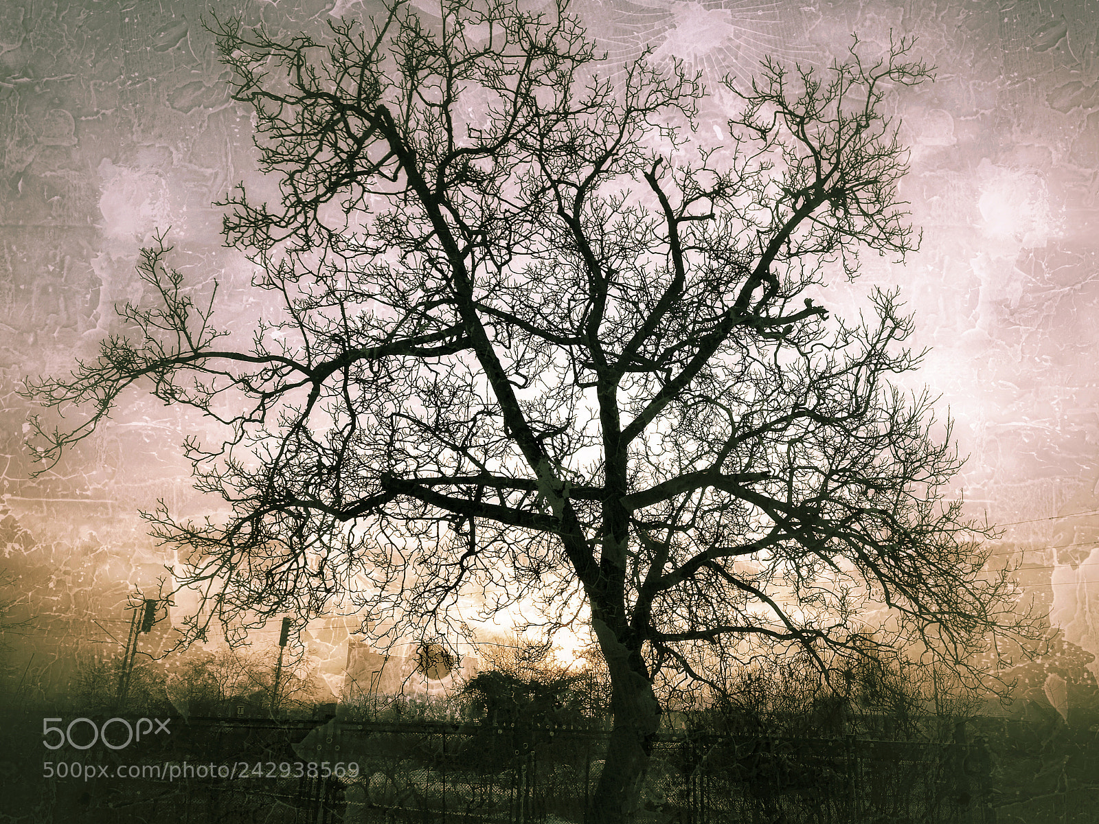 HUAWEI P10 sample photo. Tree 2 photography