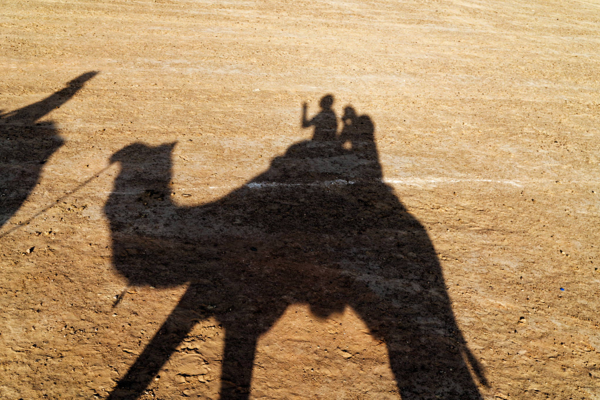 ZEISS Loxia 35mm F2 sample photo. Camel selfie photography