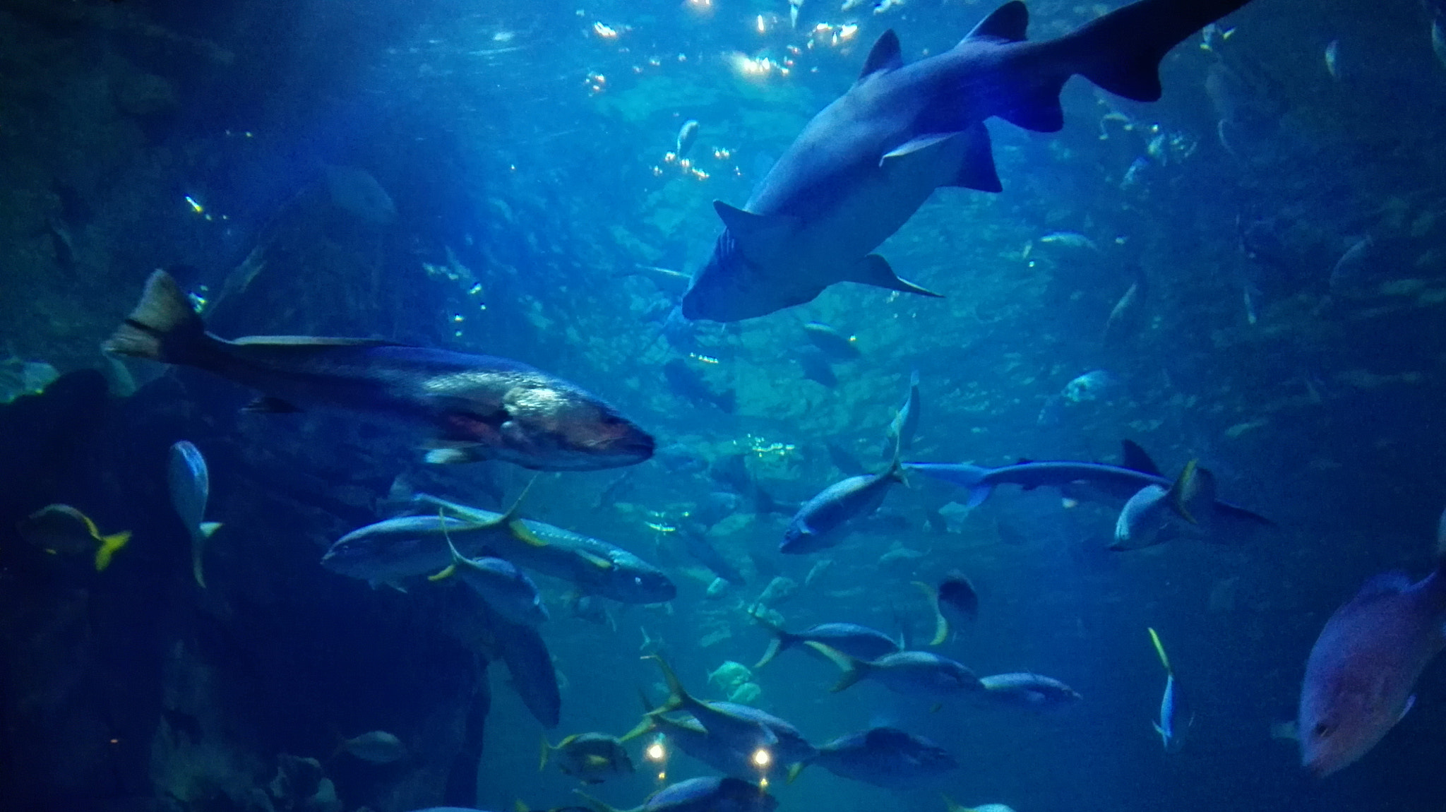 HUAWEI P7-L10 sample photo. From the bottom photography