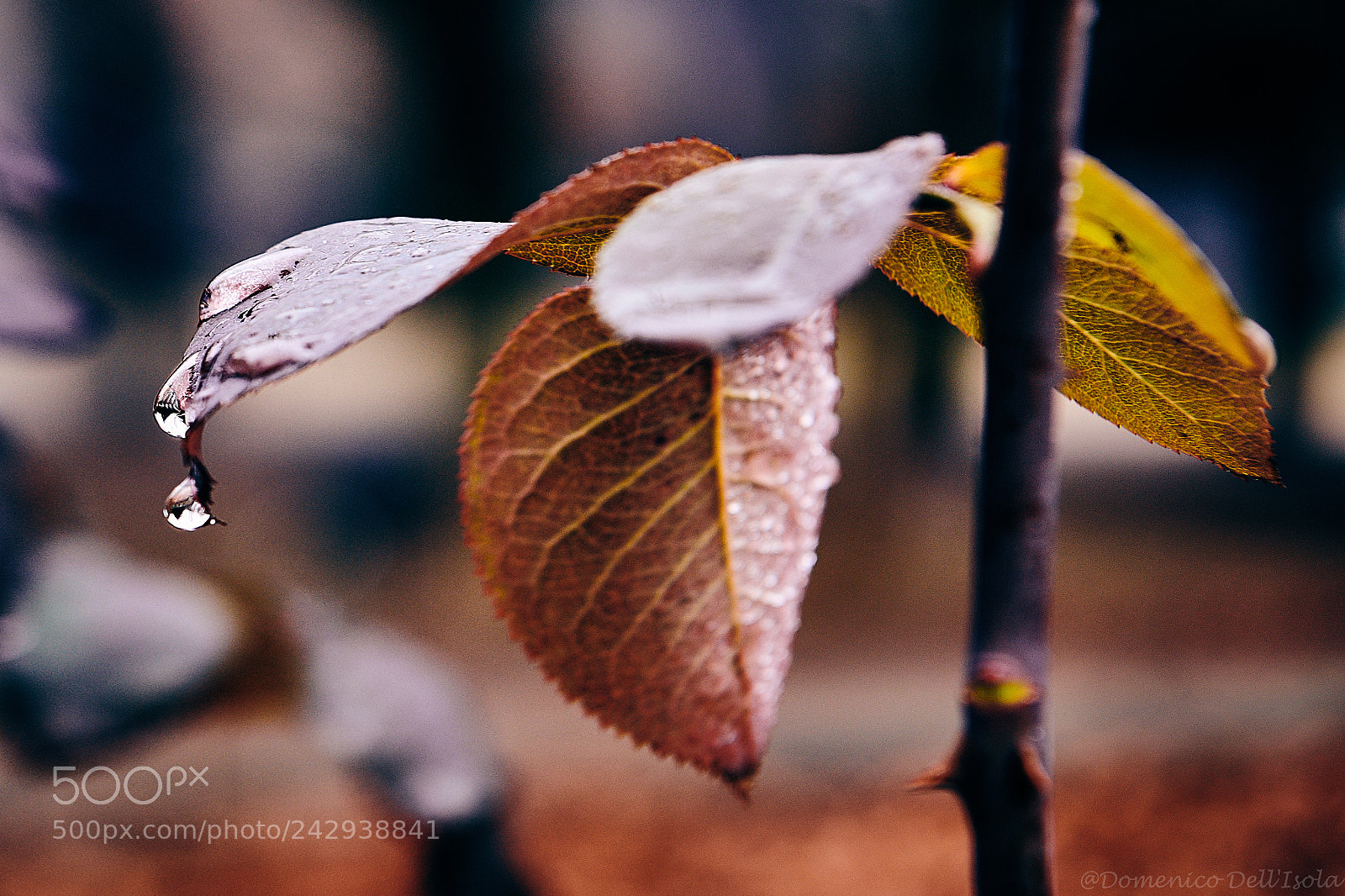 Nikon D850 sample photo. ...tears of rain photography