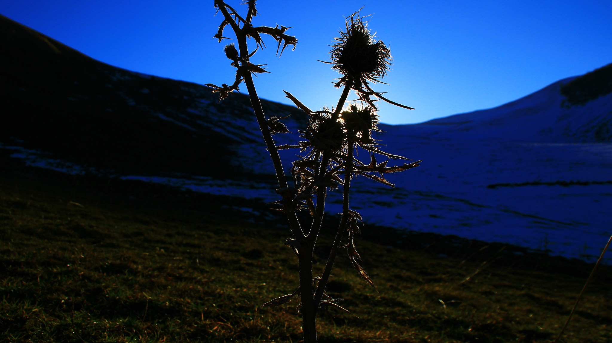 Canon EOS 1200D (EOS Rebel T5 / EOS Kiss X70 / EOS Hi) sample photo. Wild flowers photography
