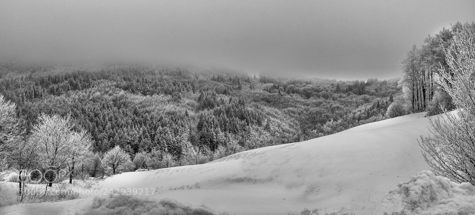 Nikon D7200 sample photo. Winter suggestions photography
