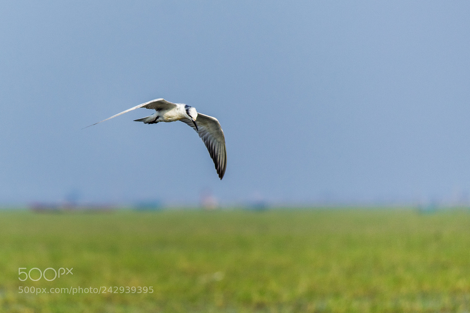 Canon EOS 1300D (EOS Rebel T6 / EOS Kiss X80) sample photo. Whiskered tern photography