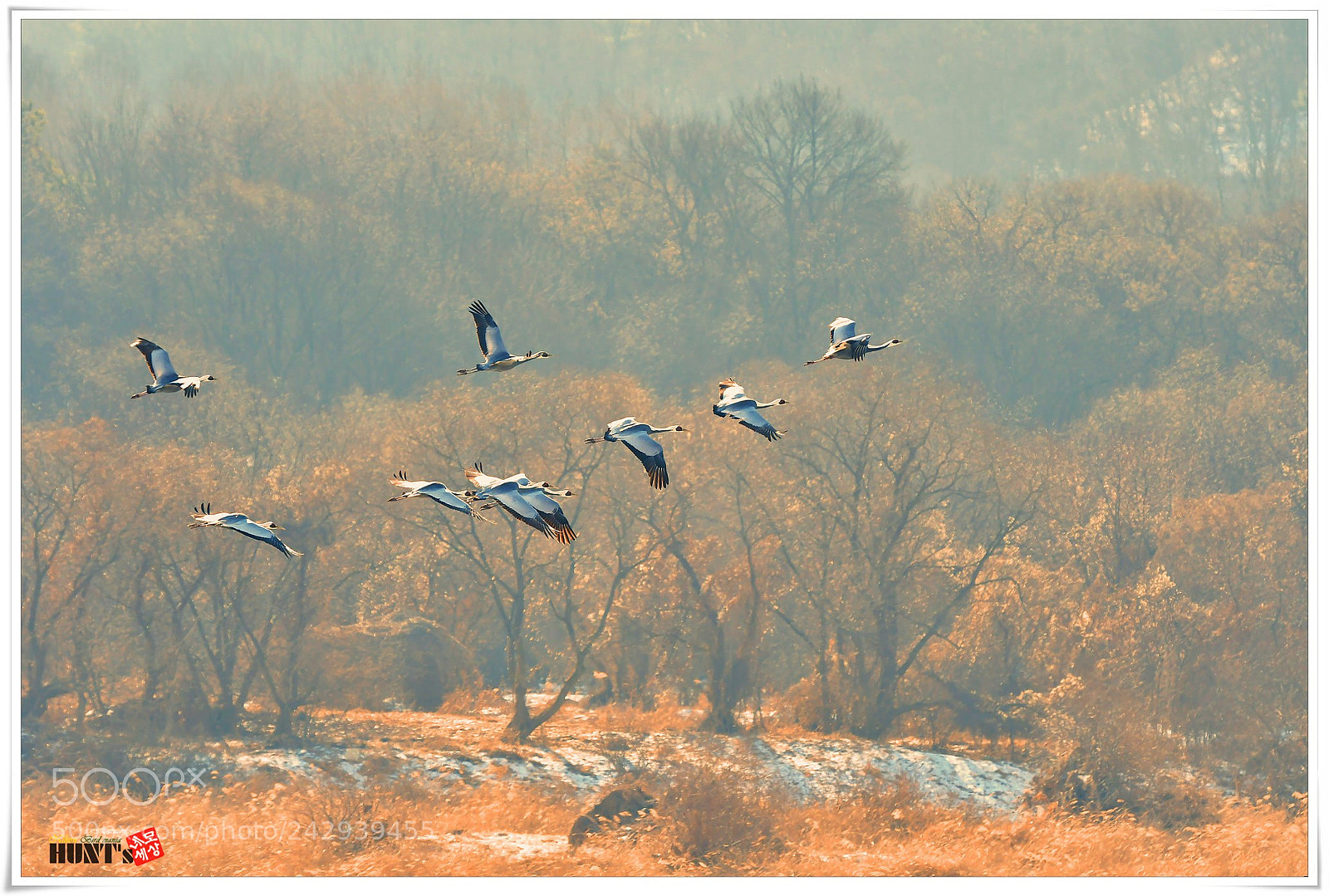 Nikon D500 sample photo. A white-naped crane photography