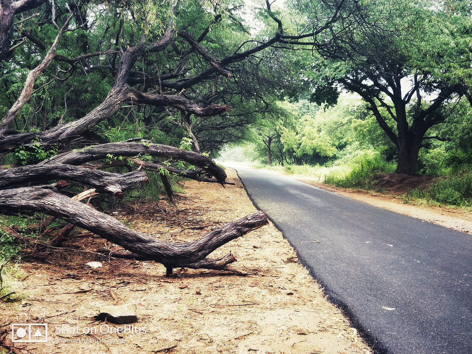 OnePlus 5 sample photo. The road not taken photography