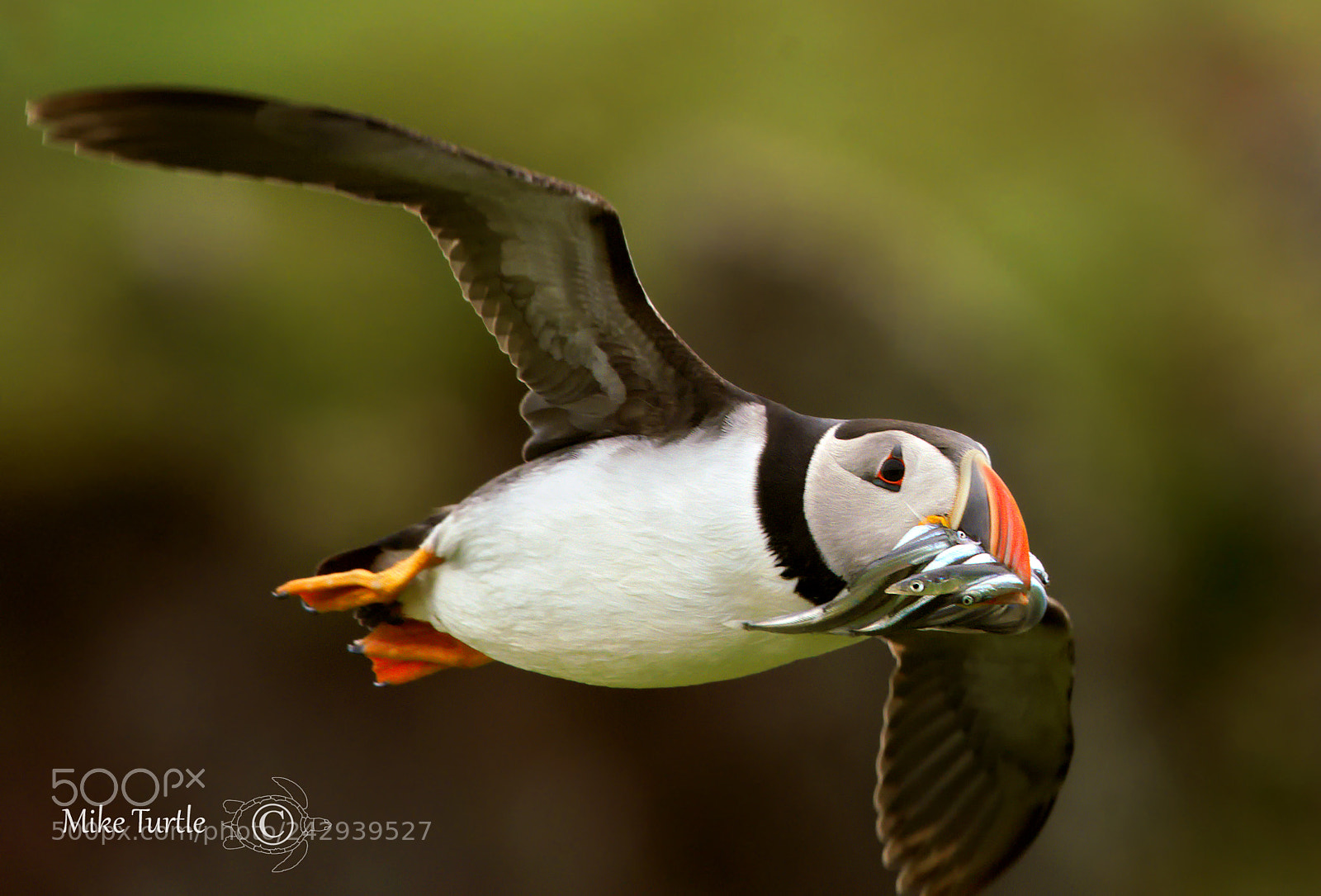 Sony a99 II sample photo. Skokholm puffin photography