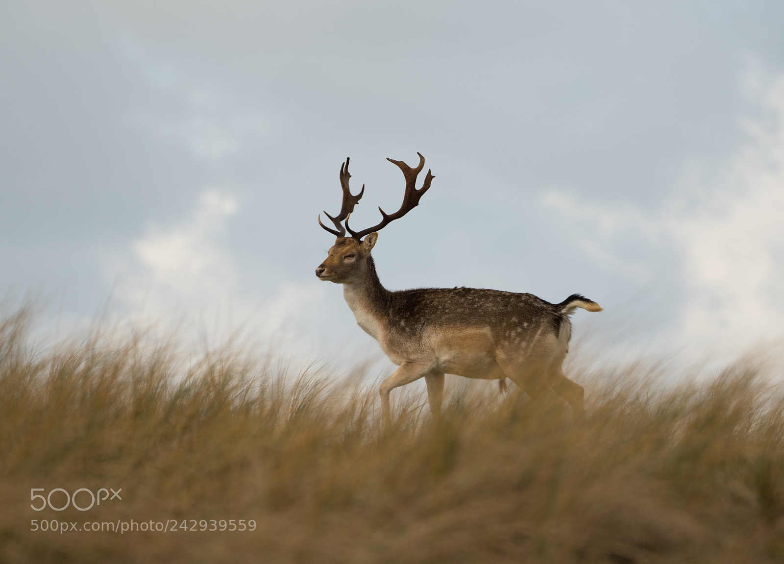 Sony a7R III sample photo. Damhert / deer photography