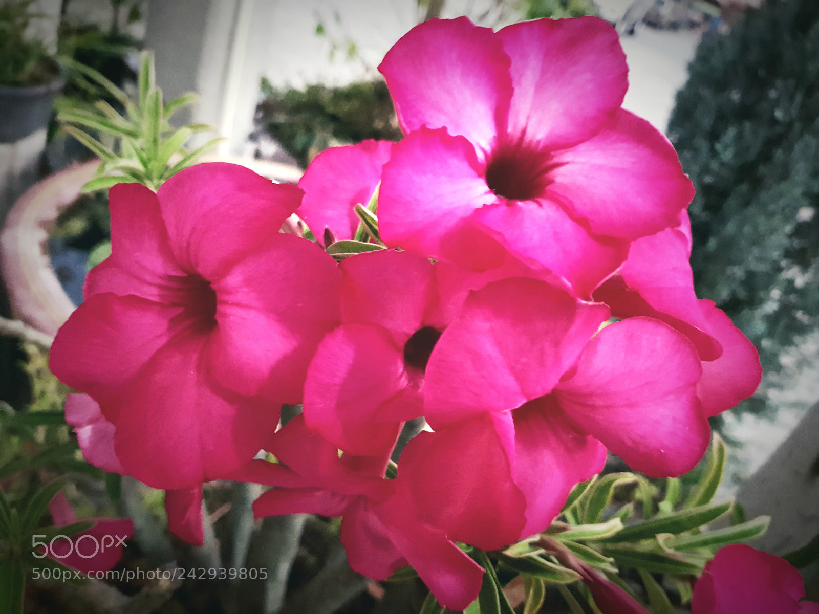 Samsung Galaxy S8+ sample photo. Untitled photography