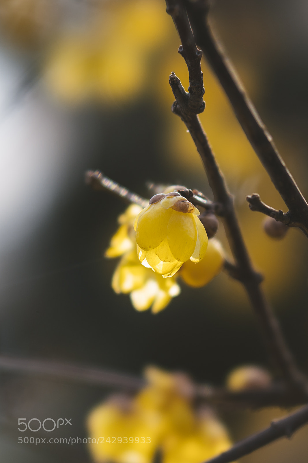 Sony a7R III sample photo. 20180114-143725_00587.jpg photography