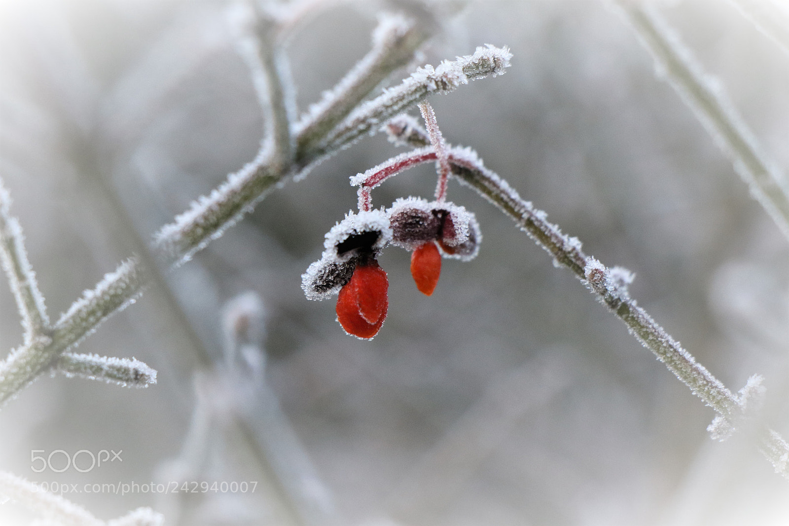 Canon EOS 7D Mark II sample photo. Red berry in winter photography
