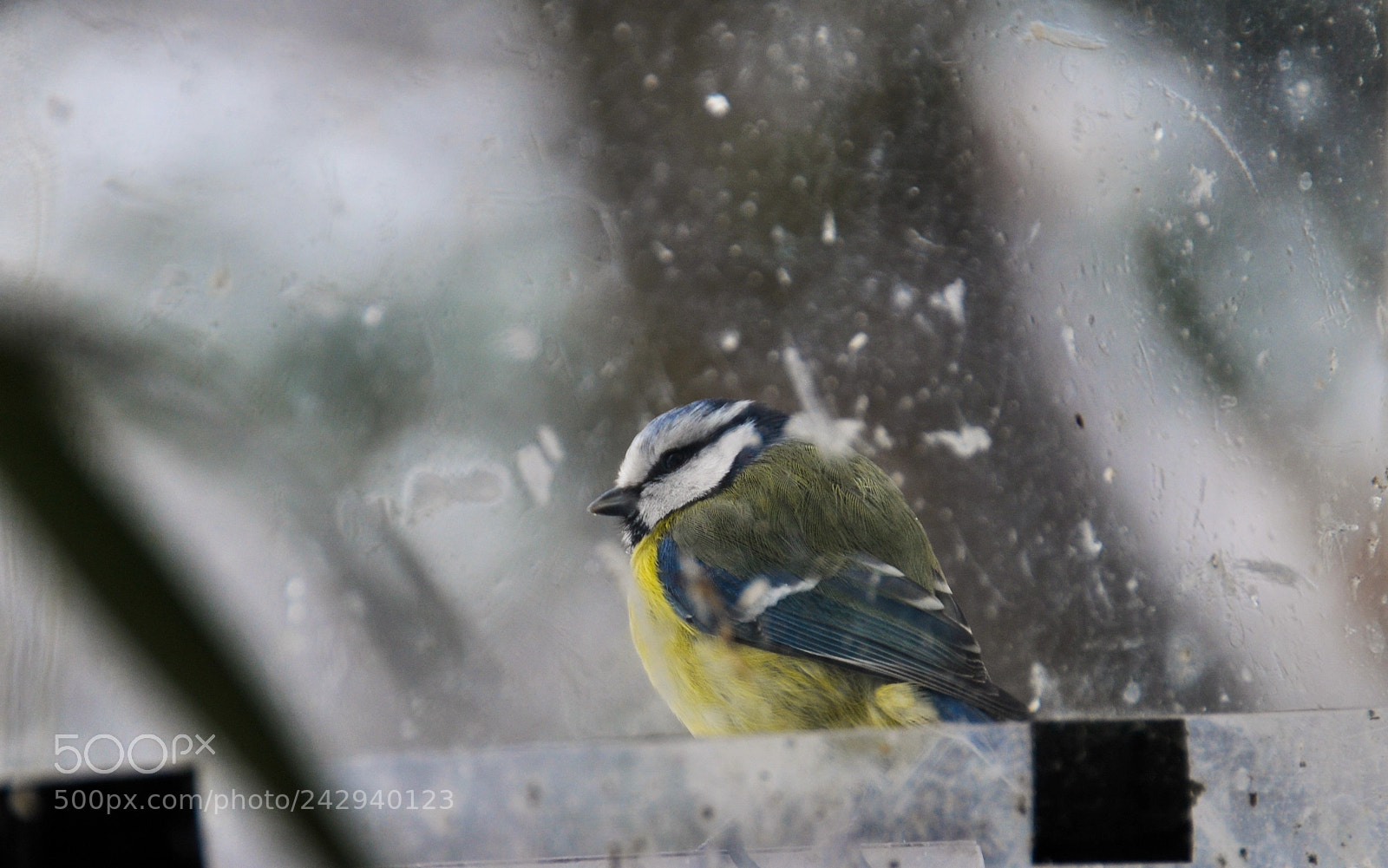 Nikon D90 sample photo. Bird photography