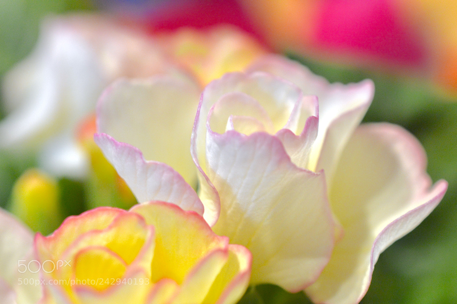 Nikon D3200 sample photo. Primrose photography