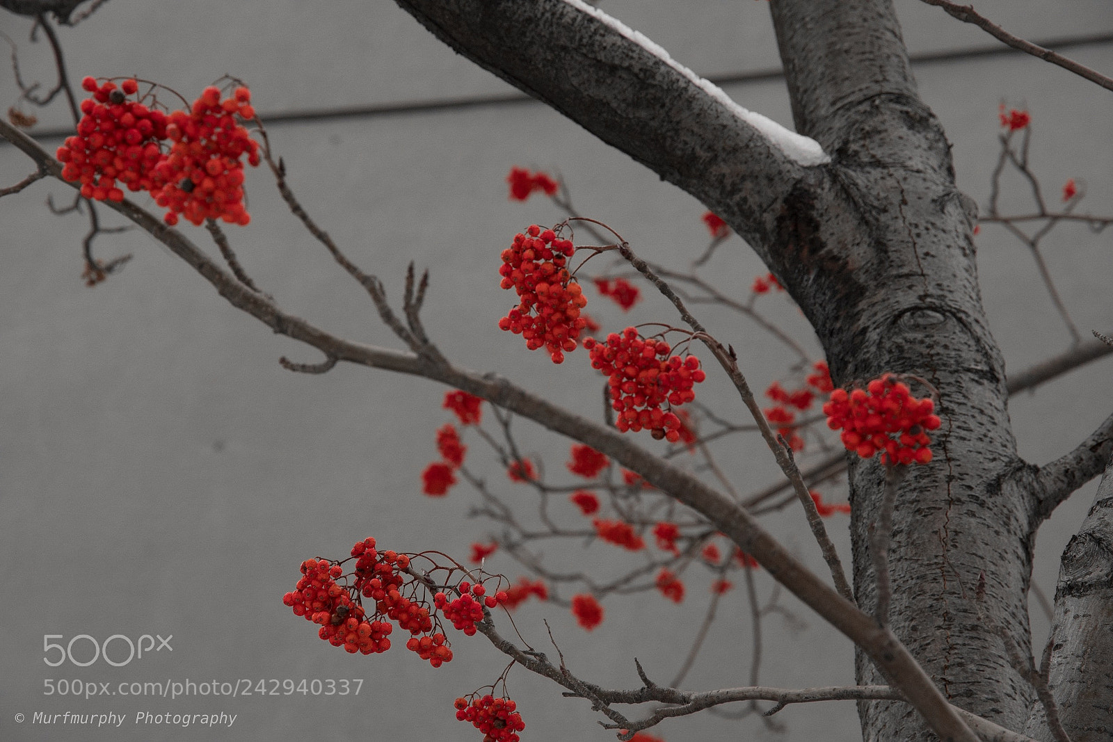 Nikon D500 sample photo. Red berries in winter photography