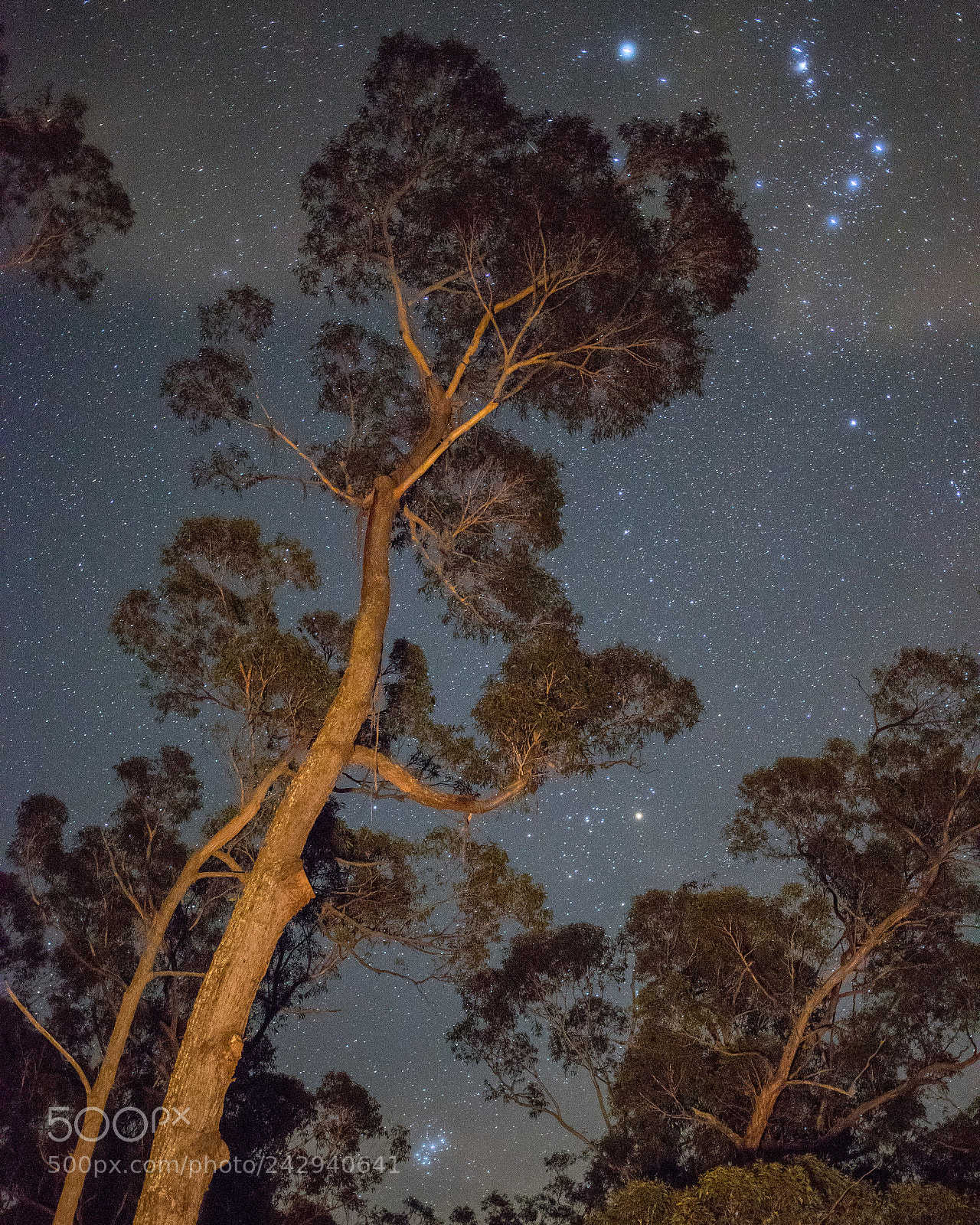 Canon EOS 6D Mark II sample photo. Three in the tree photography