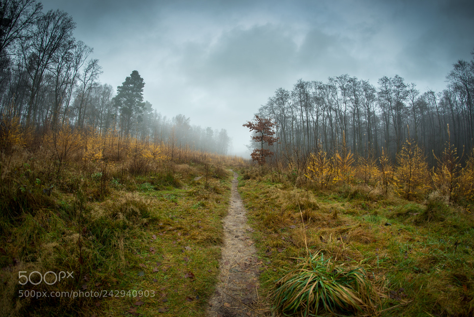 Nikon D610 sample photo. Forest path photography