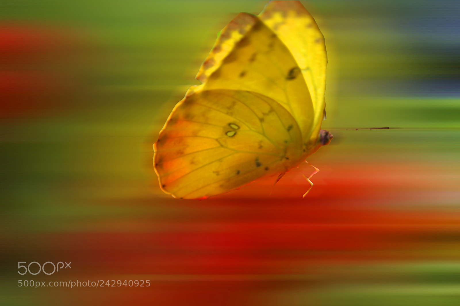 Nikon D3100 sample photo. Butterfly photography
