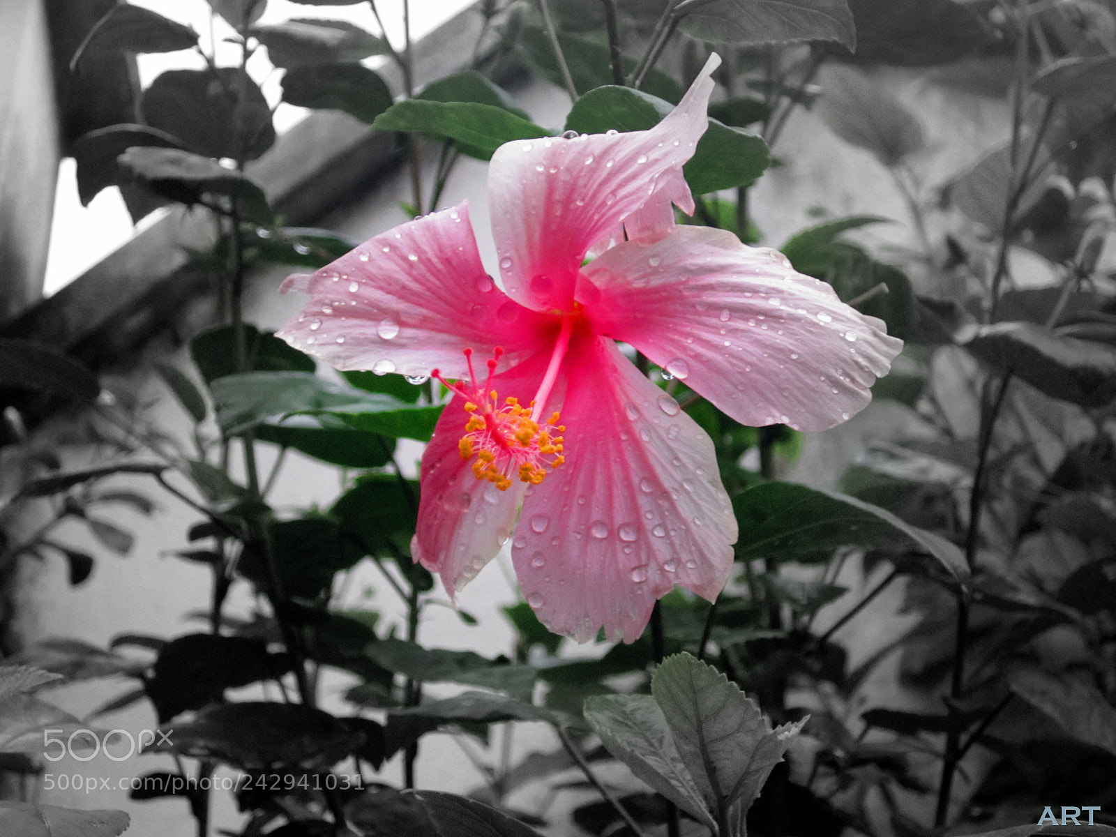 Canon PowerShot A2200 sample photo. Love photography