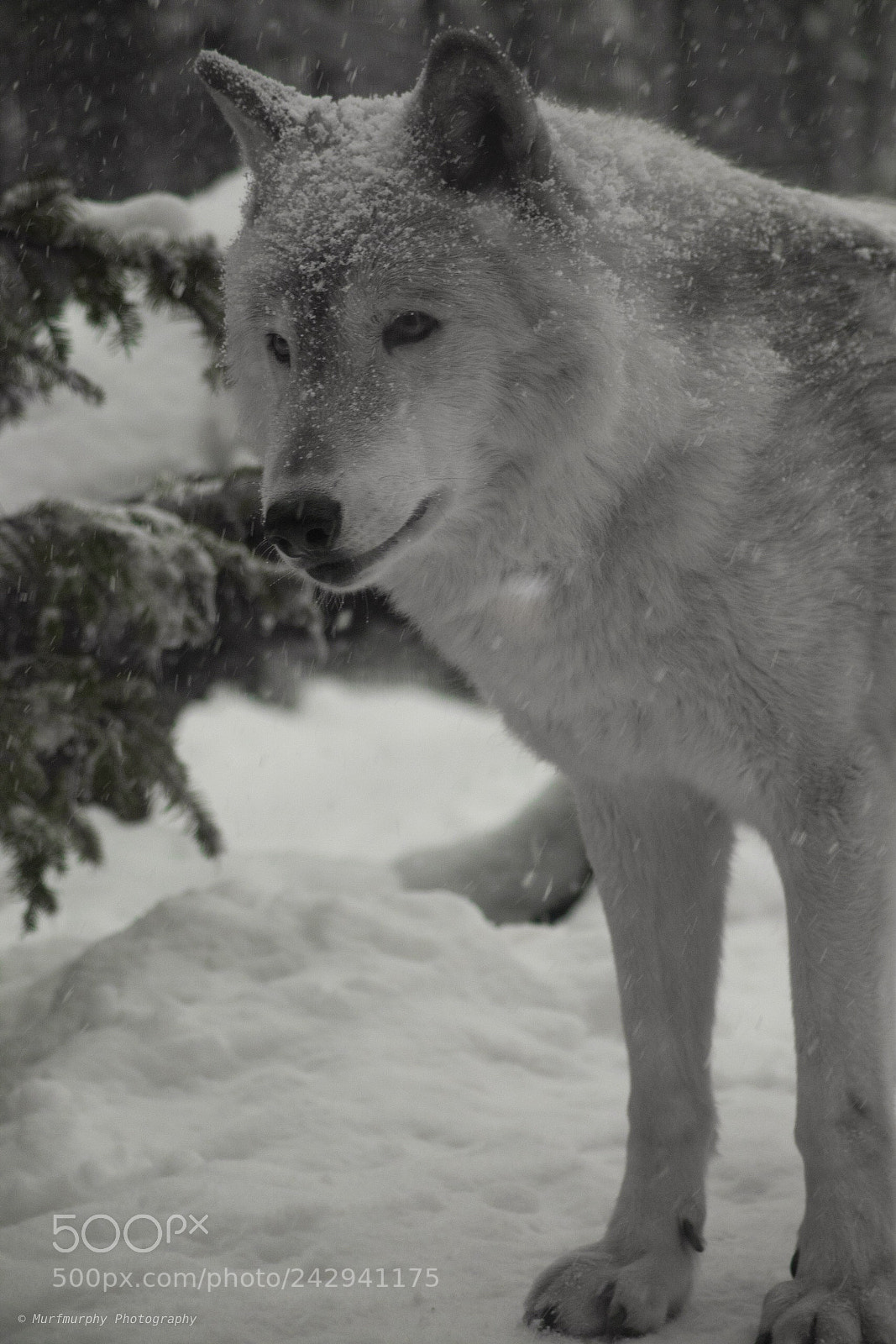 Nikon D500 sample photo. Grey wolf maruyama zoo photography