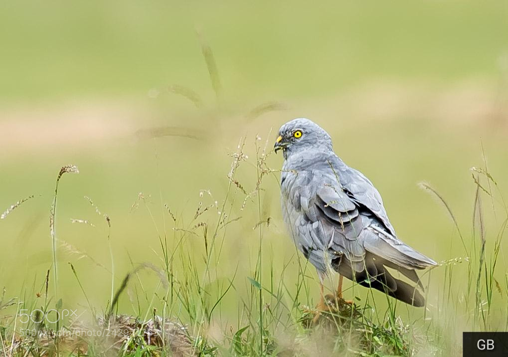 Nikon D610 sample photo. Montagus harrier photography