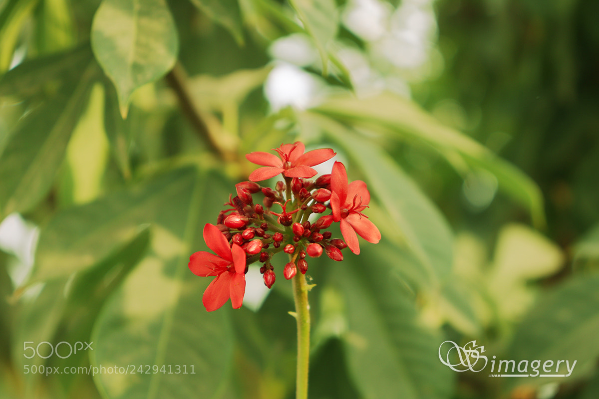 Canon EOS 200D (EOS Rebel SL2 / EOS Kiss X9) sample photo. Red flowers photography
