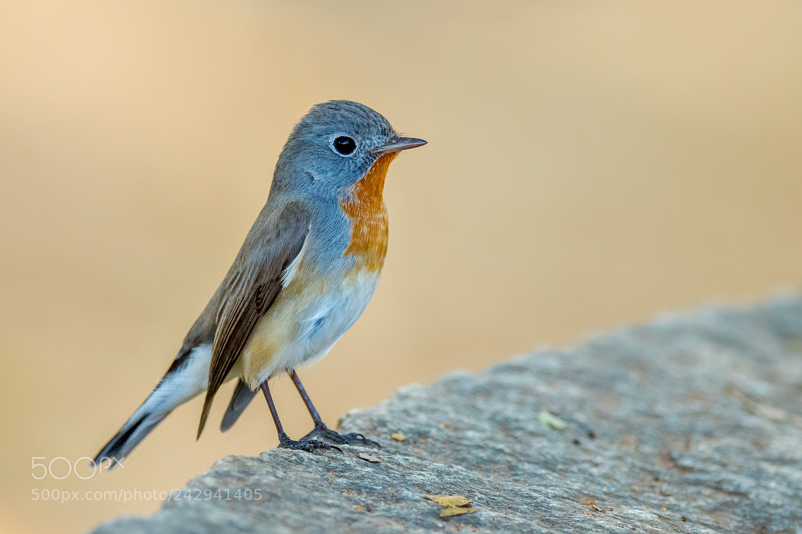 Nikon D500 sample photo. Red-breasted flycatcher photography