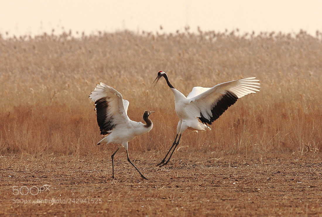 Canon EOS-1Ds Mark III sample photo. Red-crowned cranes photography