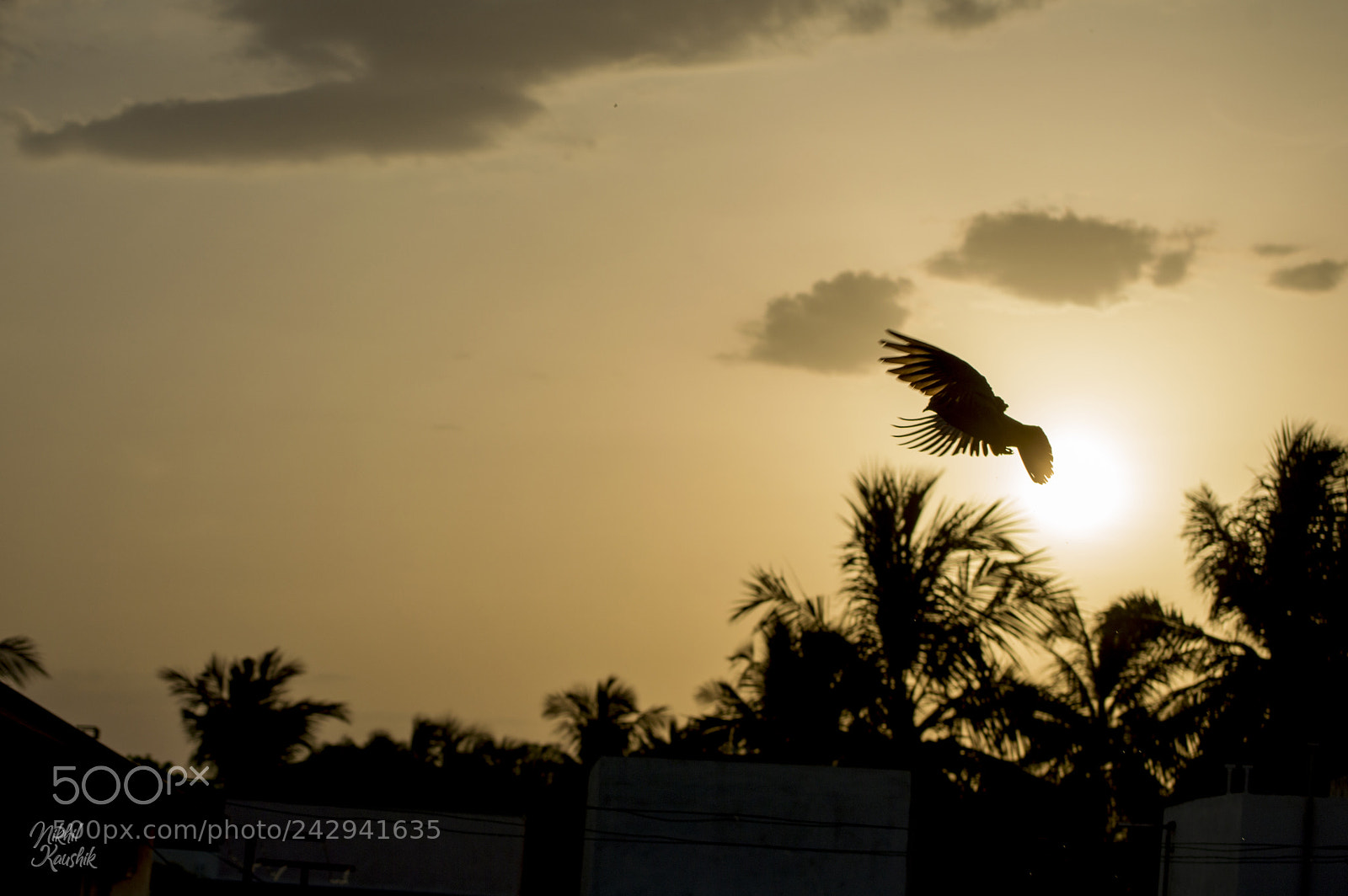 Nikon D3200 sample photo. Pigeon sunset photography