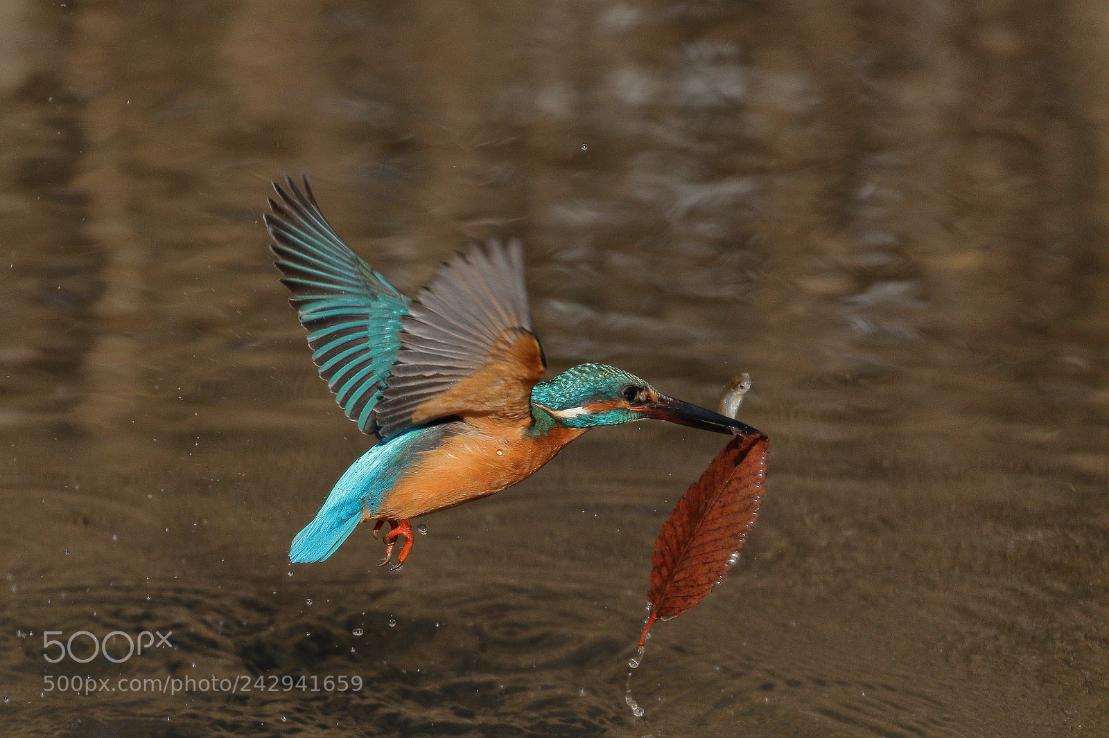 Canon EOS 7D Mark II sample photo. Leaf and kingfisher 8352 photography