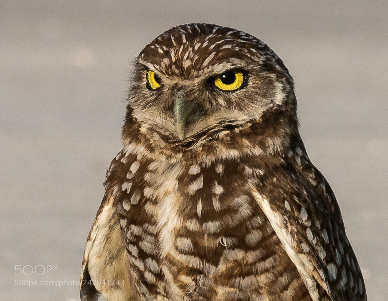 Canon EOS 7D Mark II sample photo. Burrowing owl photography