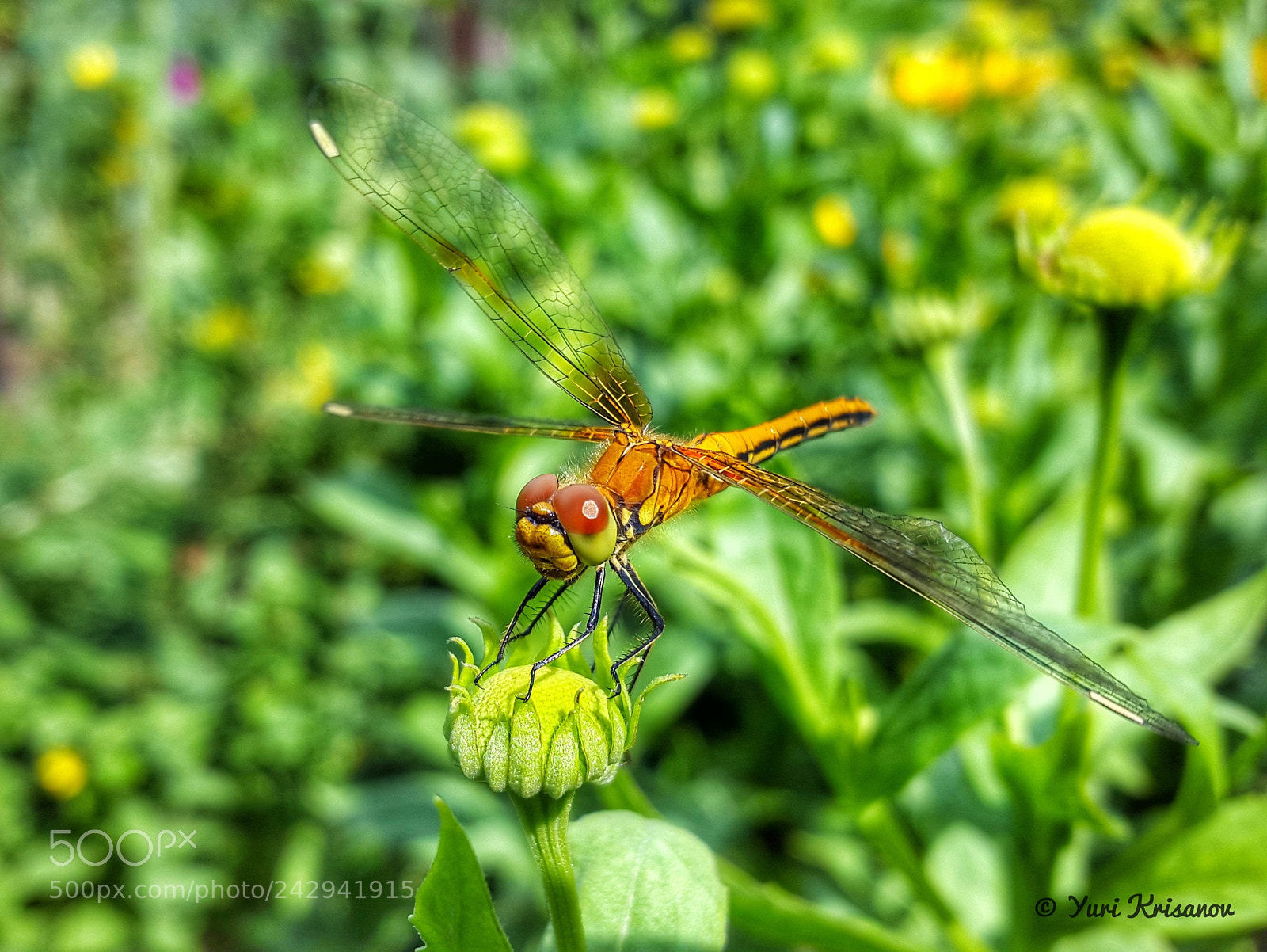 Samsung Galaxy Alpha sample photo. Dragonfly shows wings photography