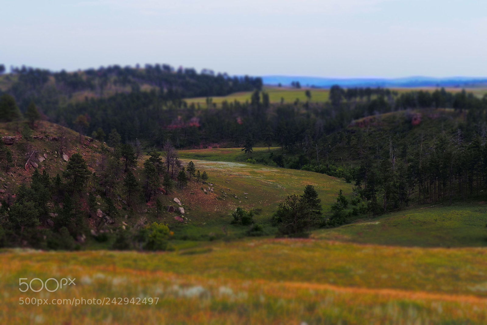 Panasonic Lumix DMC-FZ200 sample photo. Black hills miniature photography