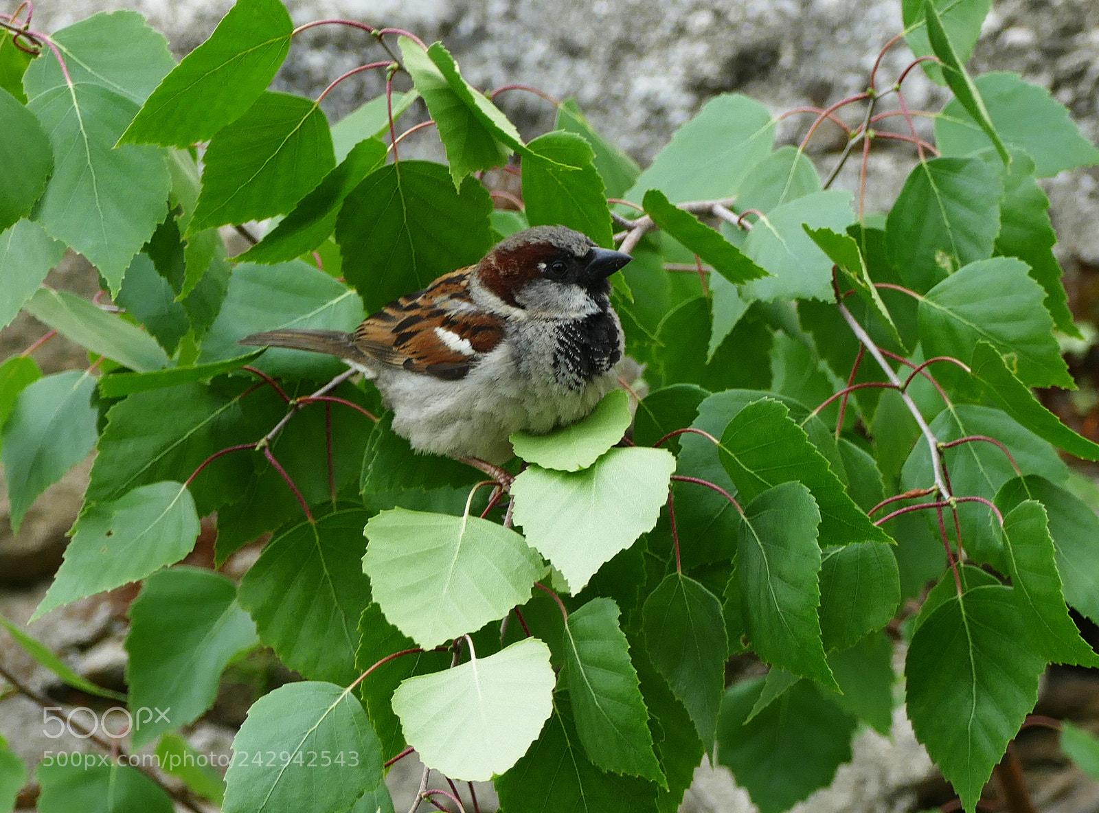 Panasonic Lumix DMC-FZ1000 sample photo. Green, i love green! photography