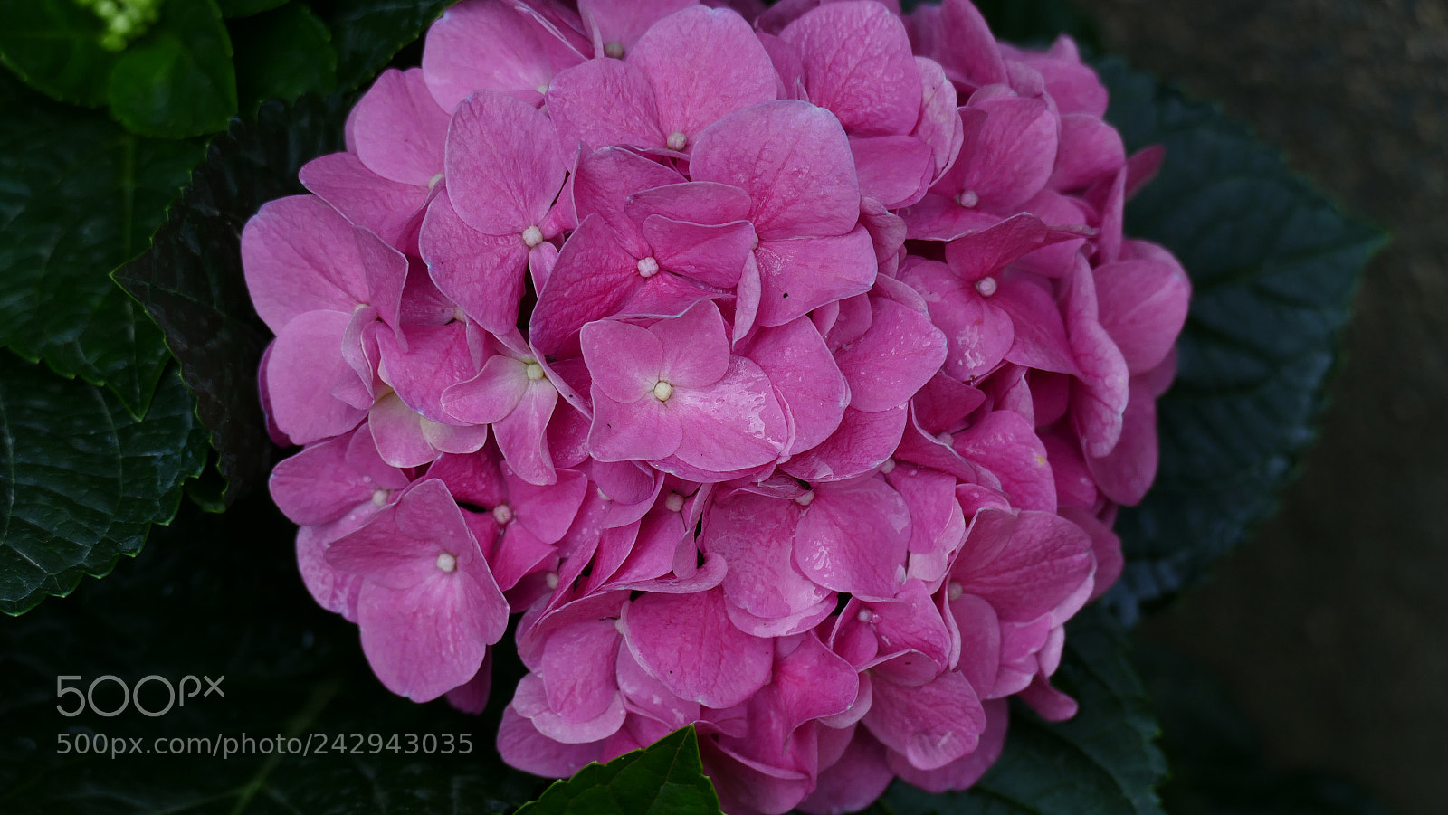 Panasonic Lumix DMC-FZ1000 sample photo. Spring in pink! photography